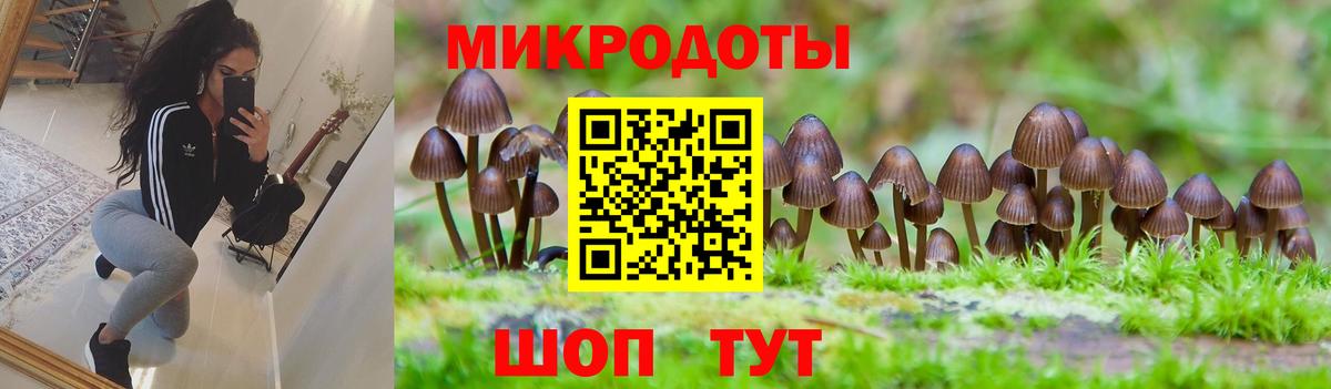 Галлюциногенные грибы Psilocybe Кострома